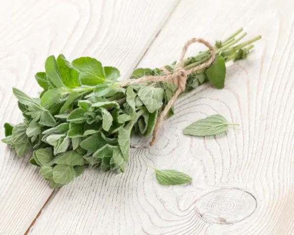 Pęczek świeżego oregano, znanego z tego, że jest jednym z najsilniejszych ziół przeciwgrzybiczych, leży na drewnianym blacie.