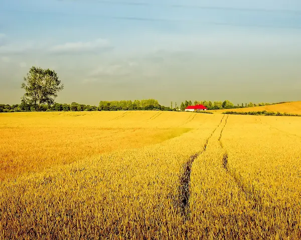 Złote pole pszenicy, samotne drzewo i dom z czerwonym dachem. Idealne miejsce na agro turystykę.