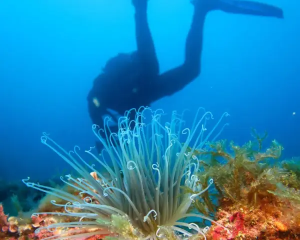 Buceador observa la rica biodiversidad marina, con una anémona y algas en primer plano.