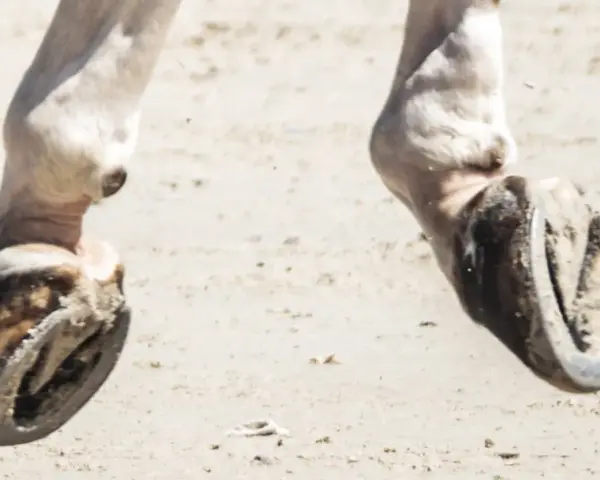 Gros plan sur les pieds d'un cheval, sabots ferrés sur le sable. On dirait un radio pied cheval en mouvement.