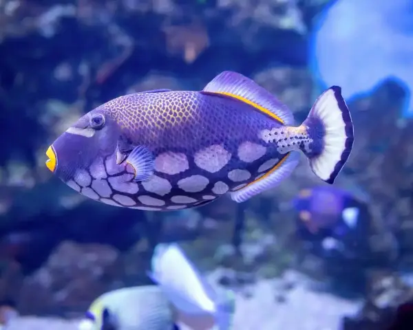 Un vibrante pez ballesta morado con manchas blancas y boca amarilla nada en un acuario azul.