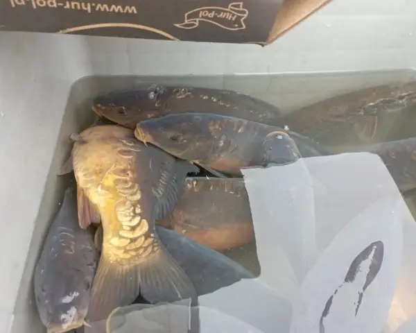 Czy pies może jeść karpia? Uważaj na te niebezpieczeństwa!