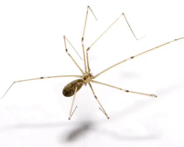 En spindel med långa, tunna ben på vit bakgrund. Den ser ut som en av de där stora svarta spindlarna inomhus som man ibland ser.