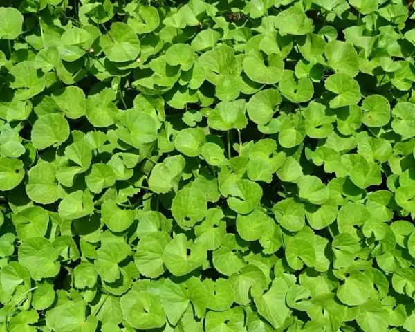 Feuillage dense de centella asiatica, plante aux multiples centella asiatica bienfaits visage pour une peau éclatante.