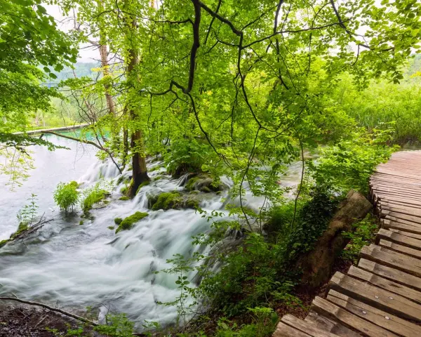 Drewniana ścieżka wije się wzdłuż kaskad i turkusowej wody. Park Narodowy Jezior Plitwickich zachwyca bujną zielenią i szumem wodospadów.