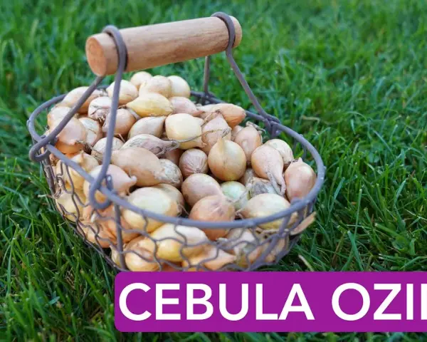 Jak się sadzi cebulę? Sprawdź najlepsze metody i porady na sukces