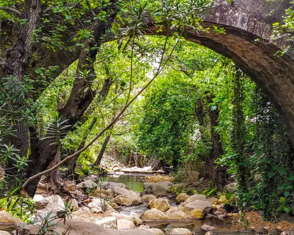 Un arroyo serpentea bajo un puente de piedra cubierto de vegetación, parte de la ruta arroyo de la miel.