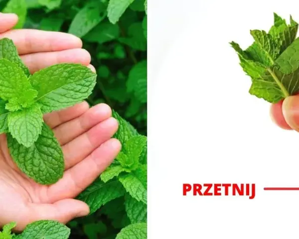 Jak sadzić miętę, aby uniknąć błędów i cieszyć się plonami