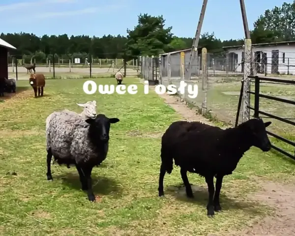 Na farmie strusi Kniewo pasą się owce i osły.