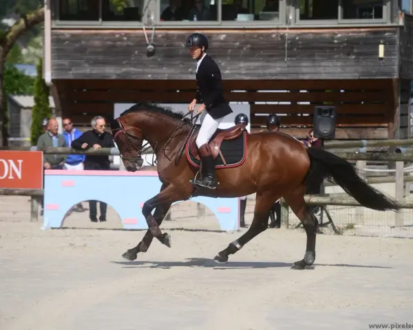 Cavalier en tenue d'équitation sur un cheval brun, en plein saut. Le **cash du Plessis** est visible sur le harnais du cheval.