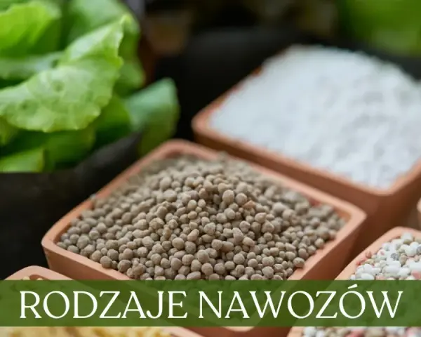 Nawozy organiczne czy mineralne: co wybrać dla lepszych plonów?