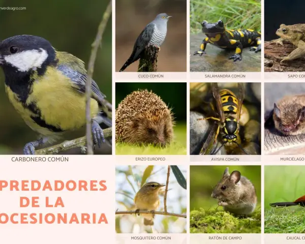 Carbonero común capturando orugas, junto a otros animales como erizo, avispa y murciélago, todos depredadores de la procesionaria.
