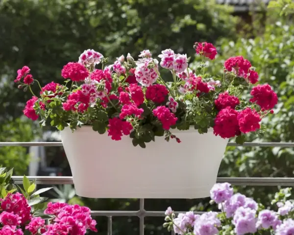 Biała skrzynka pełna kwitnących pelargonii na balkonie. Krwistoczerwone i różowo-białe kwiaty tworzą barwną kompozycję, ciesząc oko w słoneczny dzień.