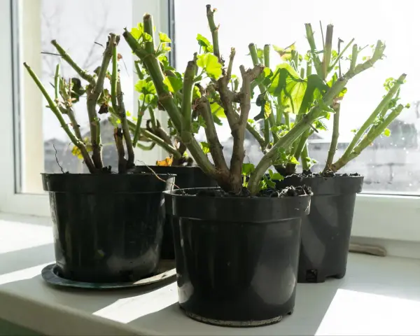 Pelargonie w doniczkach na parapecie, przygotowane do tego, jak przezimować pelargonie. Nowe listki już się pojawiają.