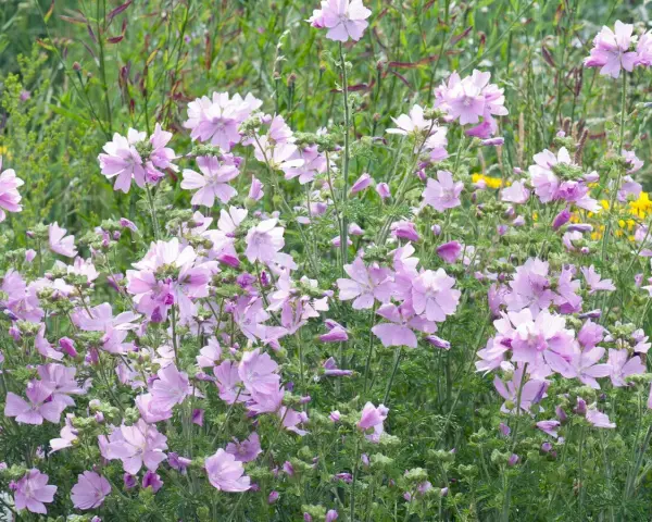 Ein Feld voller zarter, hellrosa Blüten der Moschus-Malve.