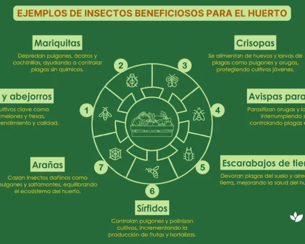Diagrama de insectos beneficiosos para el huerto: mariquitas, abejas, arañas, sírfidos, crisopas, avispas parasitoides y escarabajos de tierra.