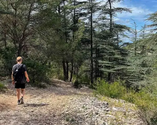 Un randonneur solitaire explore un sentier rocailleux au cœur d'une forêt de cèdres, une belle randonnée dans le Luberon.
