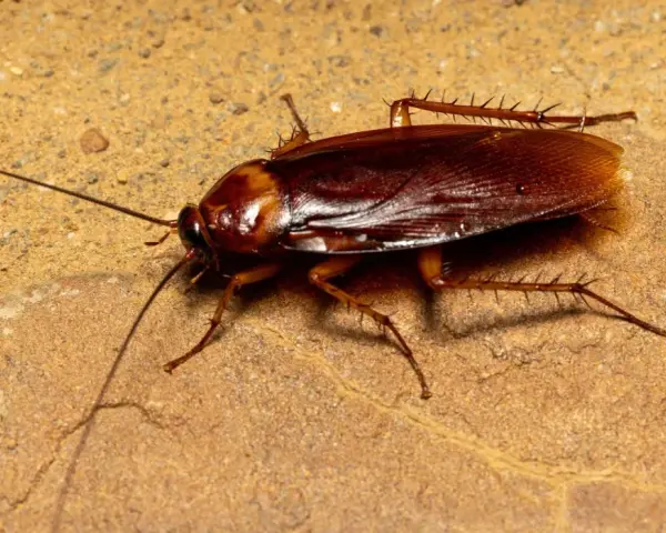 Una cucaracha común, con sus antenas largas y patas espinosas, se arrastra sobre una superficie rocosa de color ocre.