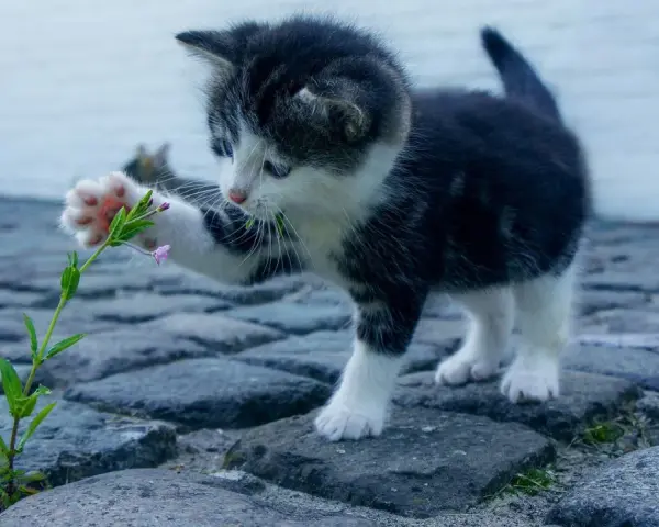 Mały kotek bawi się kwiatkiem na bruku. Idealny do wymyślenia fajnych imion dla kota.