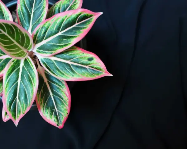 Aglaonema odmiany o liściach zielonych z różowymi obrzeżami i jasnymi żyłkami, na tle czarnego materiału.