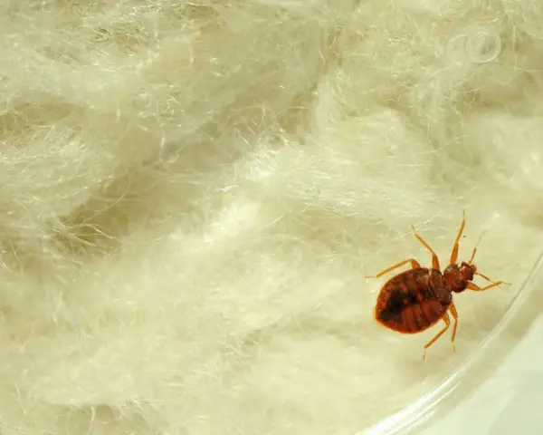 Un insecto, una chinche, se arrastra sobre material blanco y esponjoso. Si tienes chinches, esto es lo que hacer.
