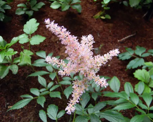 En fluffig, ljusrosa astilbe i kruka blommar vackert bland gröna blad och mörk jord.