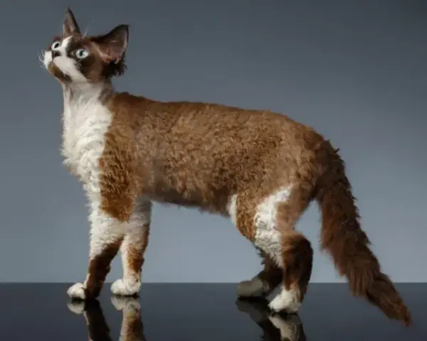 Czarny Devon Rex - unikalne cechy, pielęgnacja i historia rasy