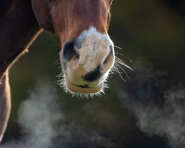 Gros plan sur le museau d'un cheval. De la vapeur s'échappe de ses narines, comme si ce cheval transpirait sans rien faire, peut-être à cause du froid.