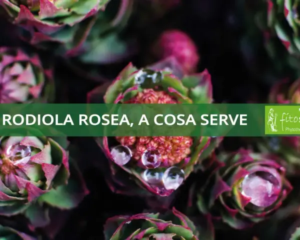 Rodiola rosea, a cosa serve? Scopri i benefici di questa pianta adattogena con gocce d'acqua sulle foglie.