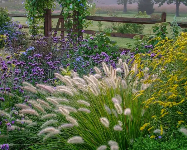 Ein modernes Blumenbeet mit lila und gelben Blüten, Gräsern und einem Holzzaun im Hintergrund.