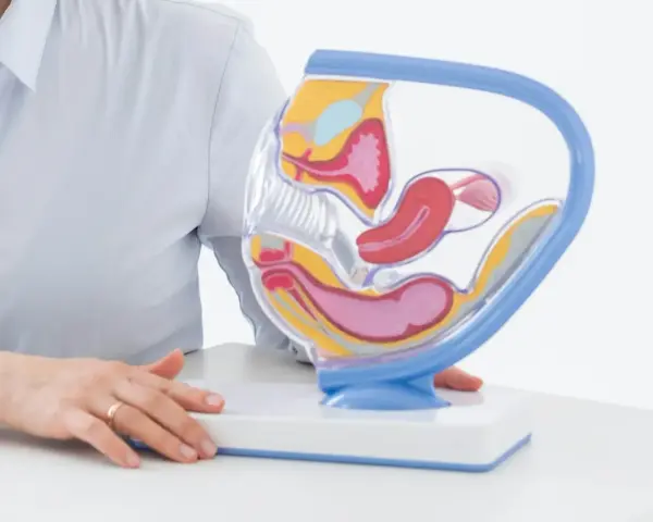 Model anatomiczny narządów rodnych kobiety. W tle osoba w jasnej koszuli, która może wyjaśniać procedurę biopsji endometrium.