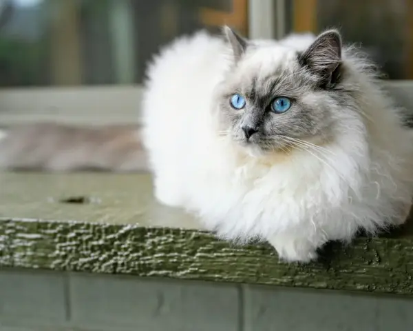 Piękny ragdoll wśród kotów, z niebieskimi oczami, siedzi na zielonej desce.