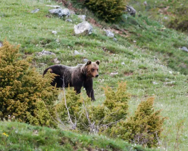 Un orso marsicano abruzzo passeggia su un prato verde tra arbusti.