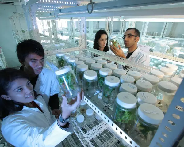 Ricercatori in laboratorio analizzano campioni vegetali in provetta. Un futuro promettente per le biotecnologie mediche, con uno stipendio che riflette l'innovazione.