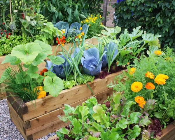A vibrant raised garden bed shows how to grow vegetables like cabbage, lettuce, tomatoes, and squash, interspersed with bright orange marigolds.