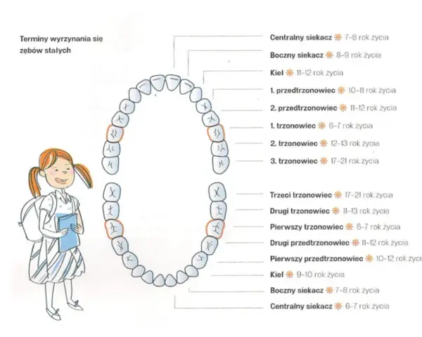 Ile zębów ma człowiek? Dzieci, dorośli, ósemki pełny przewodnik