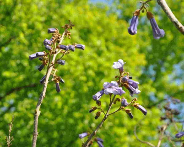 Lila blommor på ett träd, kanske ett kejsarträd i Sverige, mot en suddig grön bakgrund.