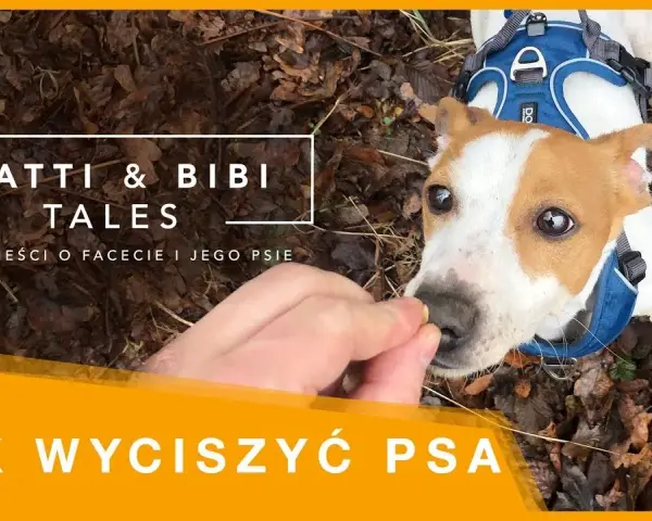 Jak wytresować psa żeby nie gryzł i cieszyć się spokojem w domu