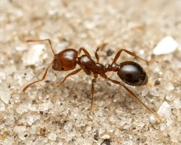 Una hormiga roja pequeña, con su cuerpo segmentado y patas finas, camina sobre la arena granulada.