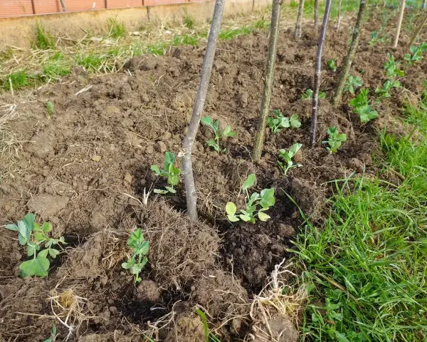 Młode sadzonki grochu wschodzą w ziemi, wspierane przez patyki. Czas wschodzenia ogórków jest inny, ale te roślinki już rosną.