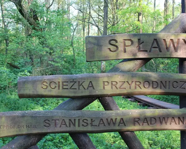 Drewniany drogowskaz "Ścieżka przyrodnicza Spławy" w lesie.