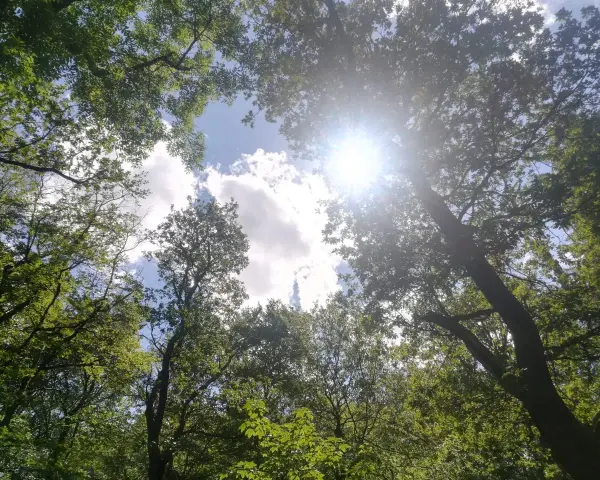 Sonnenstrahlen brechen durch das Blätterdach eines Waldes, wie in Psalm 31 beschrieben. Ein friedlicher Anblick.