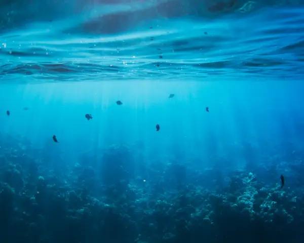 Photographie sous-marine de poissons nageant dans des eaux bleues claires, avec des rayons de soleil traversant la surface.