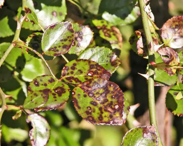Hojas de rosal con manchas oscuras, síntoma de la negrilla. Espinas afiladas adornan el tallo verde.