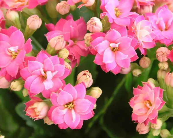 Flores de kalanchoe rosadas, símbolo de esperanza y perseverancia. Su kalanchoe significado espiritual es profundo.