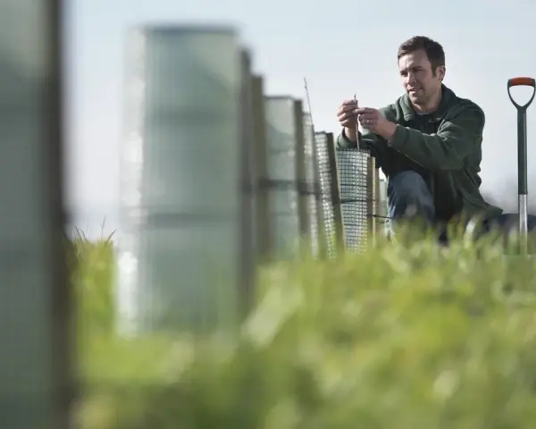 Un perito agrario lavora in un campo, piantando giovani alberi protetti da reti.