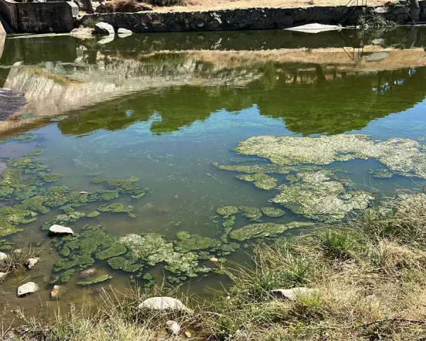 Agua verdosa con algas flotantes, indicativo de eutrofización del agua, cerca de una presa de hormigón.