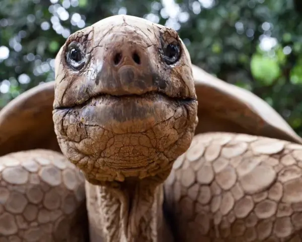 Primer plano de una tortuga gigante de Galápagos, cuya longevidad nos hace preguntarnos cuanto vive un galapago.