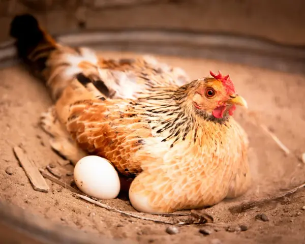 Gallina con un uovo accanto, forse si chiede a che ora fanno le uova le galline.