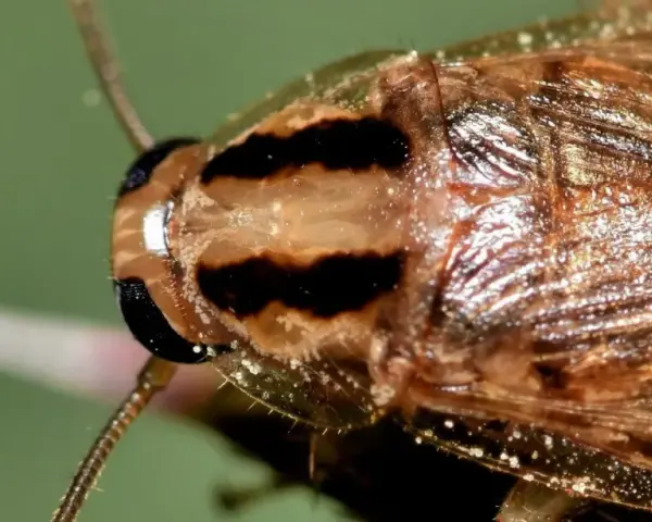 Primer plano de una cucaracha de campo con rayas oscuras en la cabeza y alas brillantes.